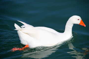 Ganso blanco (Anser anser domesticus) en el río 