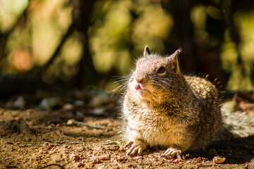 squirrel on the ground