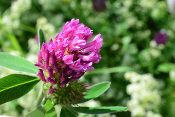 purple flower of a lilac