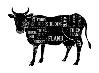vector butchers diagram guide for cutting beef