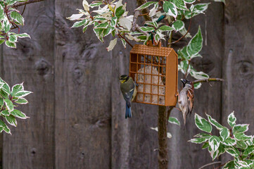 Urban wildlife as a bluetit and sparrow perch on opposite sides of suet feeder