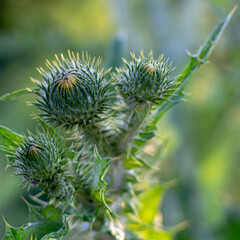 Arctium lappa. Weed plant, which is used in medicine, and cosmetics