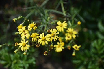 Yellow flowers of Senecio inaequidens, known as narrow-leaved ragwort.