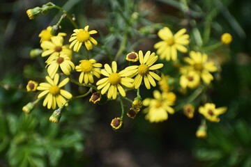 Yellow flowers of Senecio inaequidens, known as narrow-leaved ragwort.