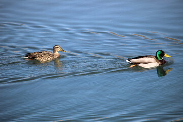 Pareja de ánades reales (Anas platyrhynchos) Macho y hembra nadando en un río 