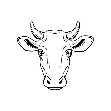 vector illustration of a cow's head