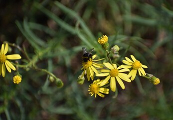 Yellow flowers of Senecio inaequidens, known as narrow-leaved ragwort, with a bumblebee.