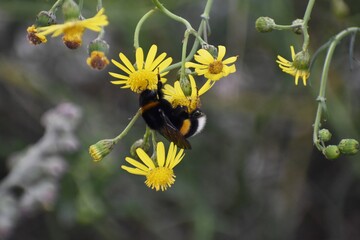 Yellow flowers of Senecio inaequidens, known as narrow-leaved ragwort, with a bumblebee.