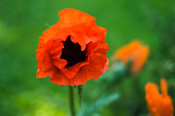 red poppy on green background
