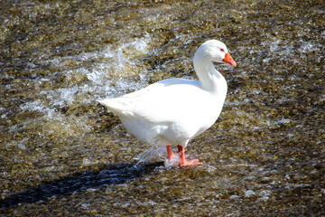 Ganso blanco (Anser anser domesticus) en el río 