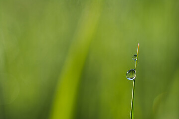 Drop of morning dew on a blade of grass