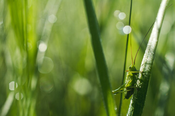 Grasshopper on a blade of grass in the early morning light