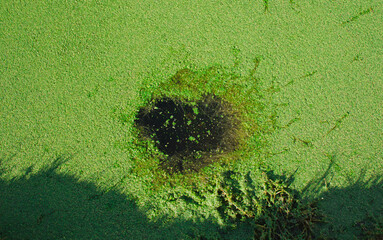green algae in river with a hole