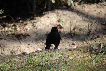 Macho de mirlo común (Turdus merula) en el campo 