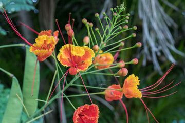 Amazing vibrant colors in the flower of a caesalpinia pulcherrima