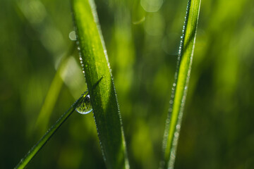 Drop of morning dew on a blade of grass
