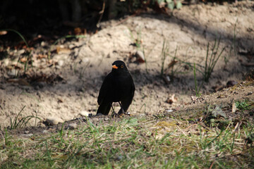Macho de mirlo común (Turdus merula) en el campo 