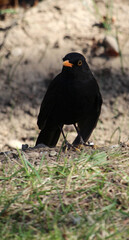 Macho de mirlo común (Turdus merula) en el campo 