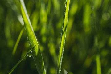 Drop of morning dew on a blade of grass