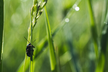 Small bug on the blade of grass in the early morning