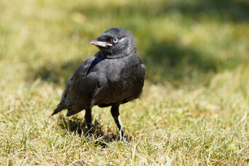 Intrepid, curious young crow