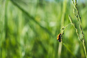 Close up shot of a ladybug on a blade of grass in the early morning light