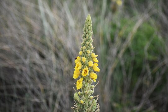 Verbascum thapsus or the great mullein plant, with yellow flowers.