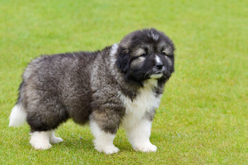 little cute caucasian shepherd puppy on a background of green grass, side view