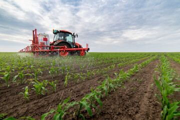 Fototapeta premium Tractor spraying pesticides at corn fields