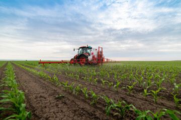 Fototapeta premium Tractor spraying pesticides at corn fields