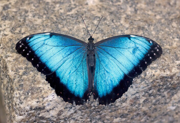 Naklejka na ściany i meble Blue Morpho Butterfly