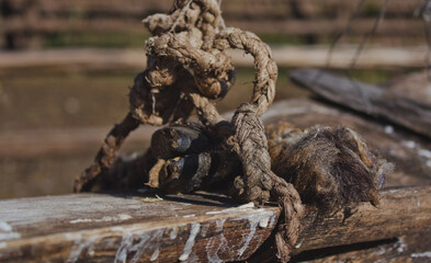 goat hooves hanging on a board