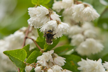 Nahaufnahme einer Hummel beim Bestäuben eines Gartenjasmins