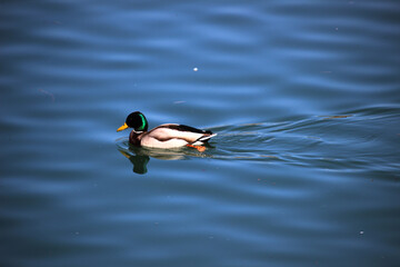 Ánade real o azulón (Anas platyrhynchos) nadando en un río