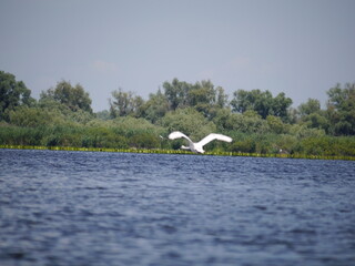 Danube Delta