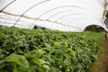 Strawberry plants grow on tall stands ready to be picked.