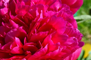 red and yellow tulips, texture of a blooming red peony close-up. the concept of a greeting card with mother's day, September 1 and other holidays. soft focus

