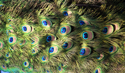 Detalle de las plumas de un pavo real macho