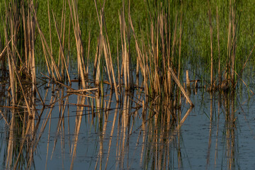 Duck and herons on pond near Lednice town in spring sunny morning