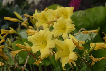 Obraz na płótnie Canvas A group of yellow lilies