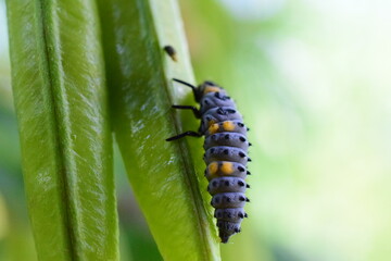 green caterpillar on a leaf