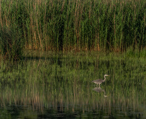 Duck and herons on pond near Lednice town in spring sunny morning