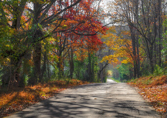 Bushy Gap Road in Autumn