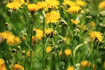 bee collects nectar from Hawkweed flowers