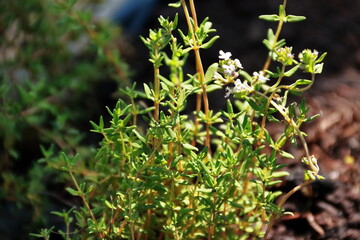 savory bush on a sunny morning