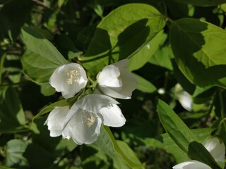 flowering jasmine bush