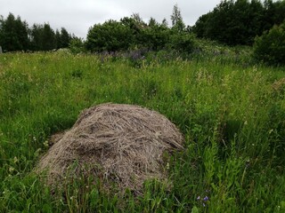 hay straw drying on the grass nature park cottage village vegetable garden