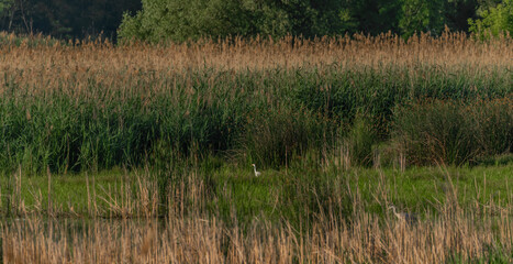 Duck and herons on pond near Lednice town in spring sunny morning