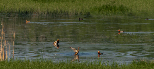 Duck and herons on pond near Lednice town in spring sunny morning