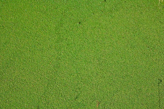 green algae covering the surface of a river